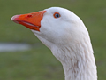 domestic Greylag Goose